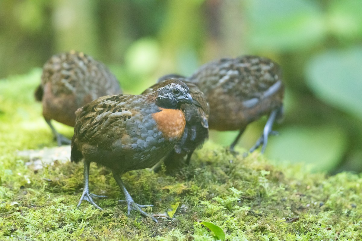 Rufous-breasted Wood-Quail - ML645940898