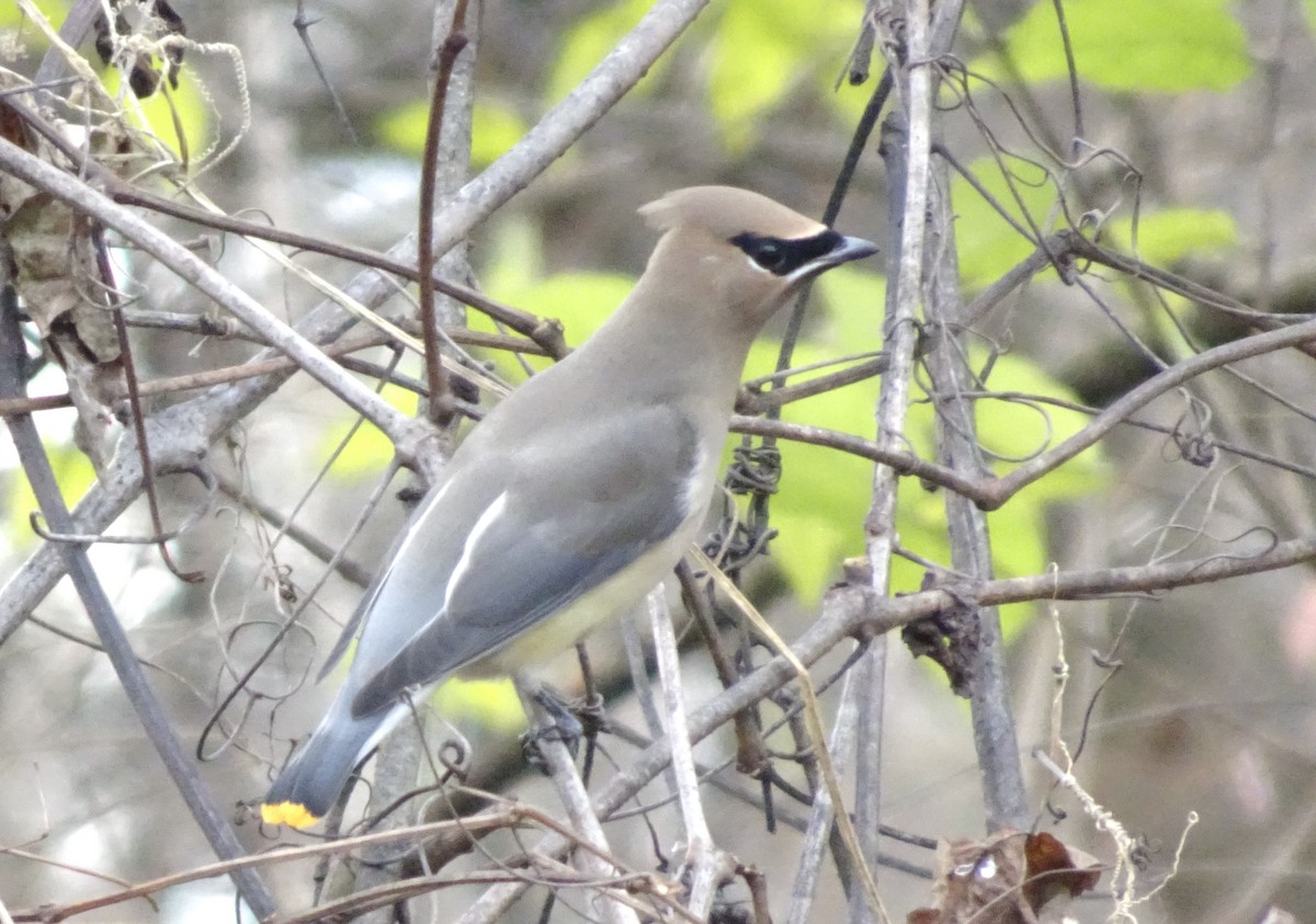 Омелюх американський - ML645940899