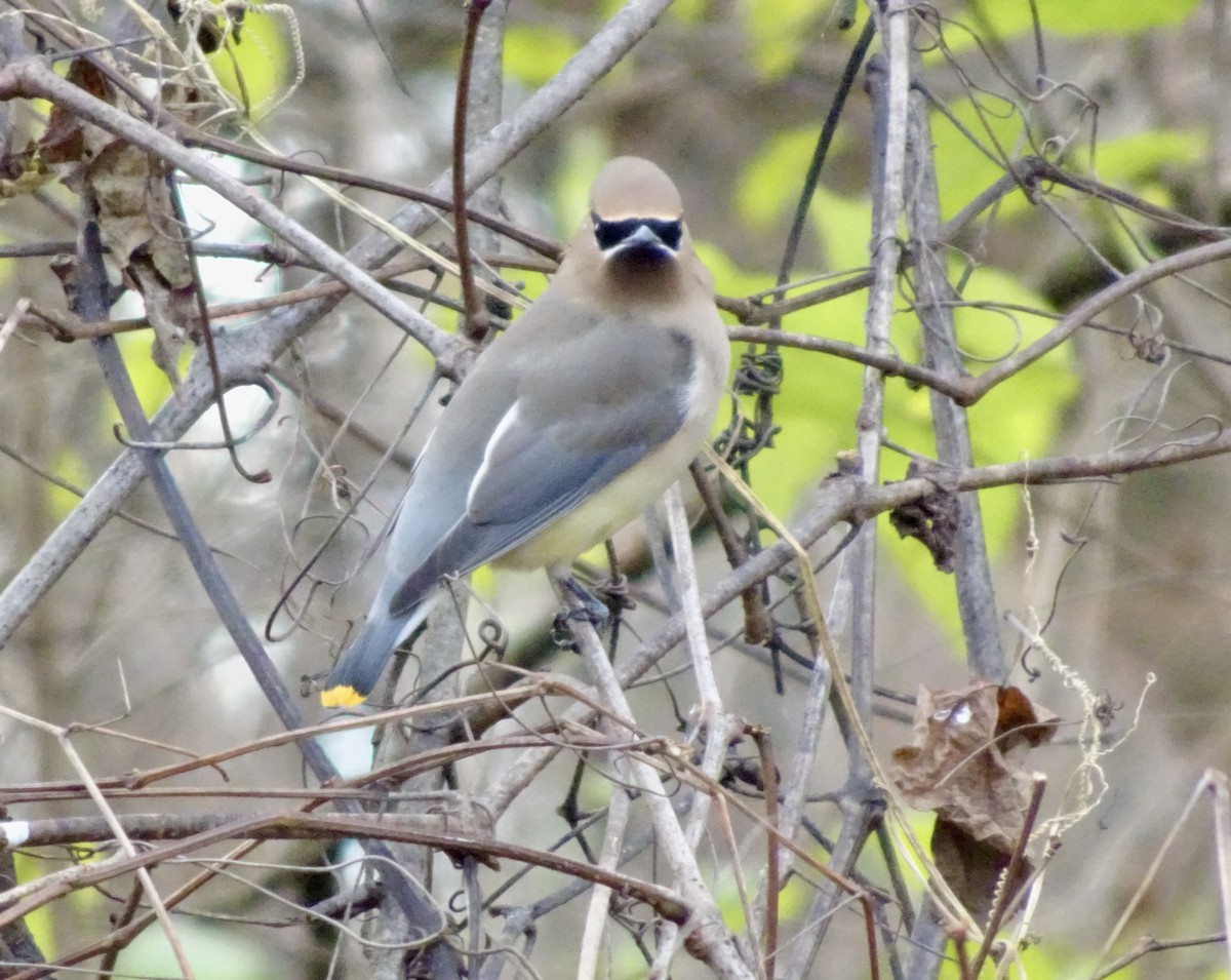 Омелюх американський - ML645940900