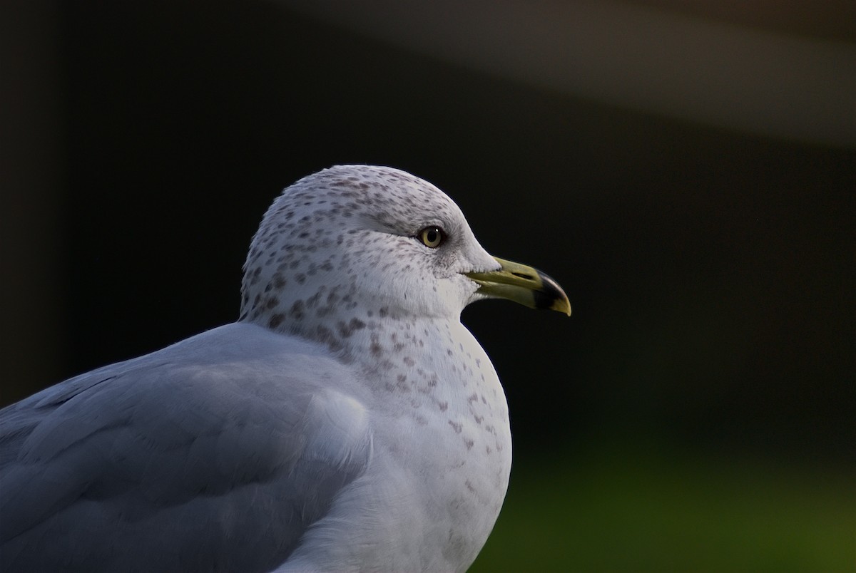 Ring-billed Gull - ML645940901