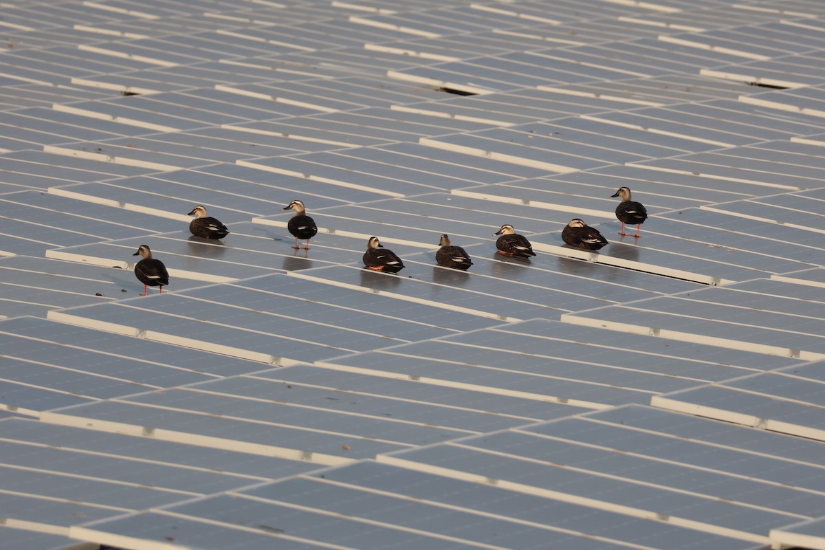 Eastern Spot-billed Duck - ML645940914