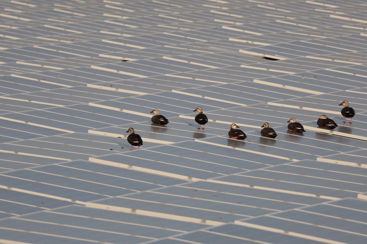 Eastern Spot-billed Duck - ML645940915