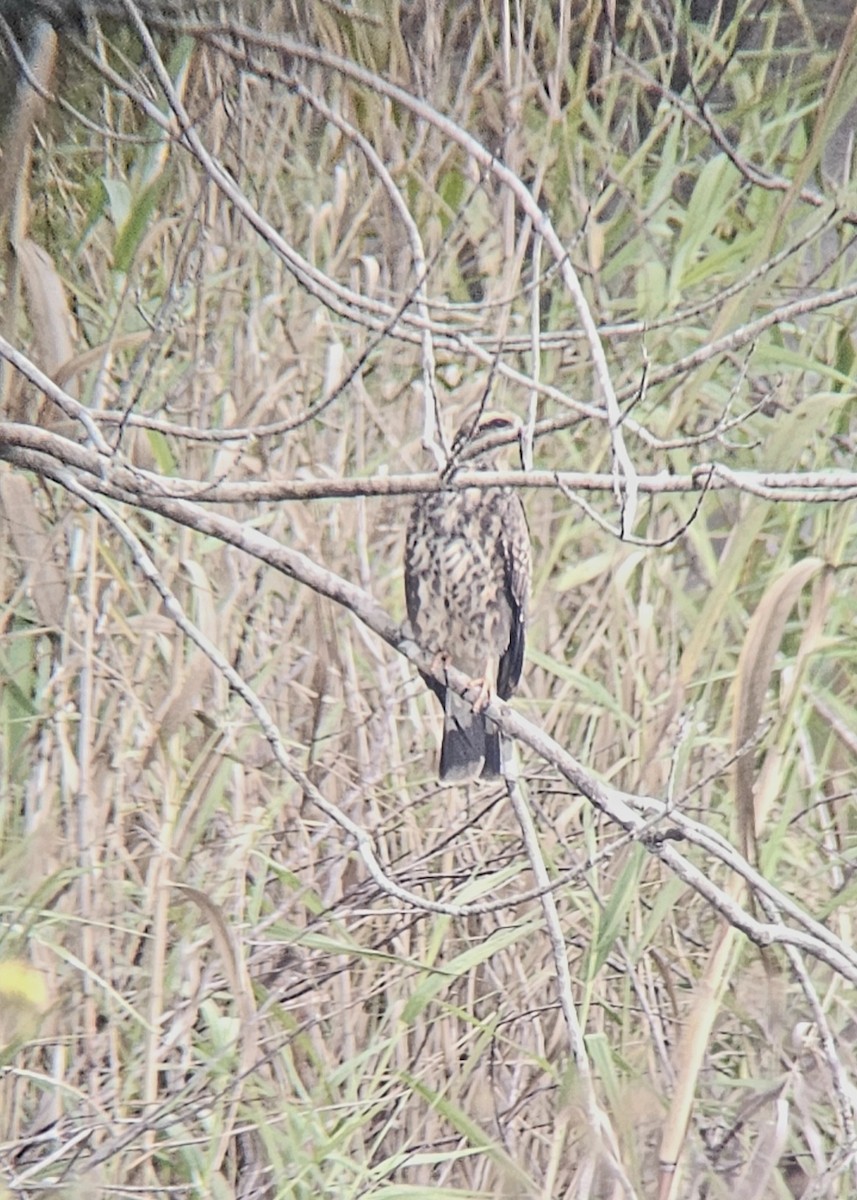 Schneckenbussard - ML645940916