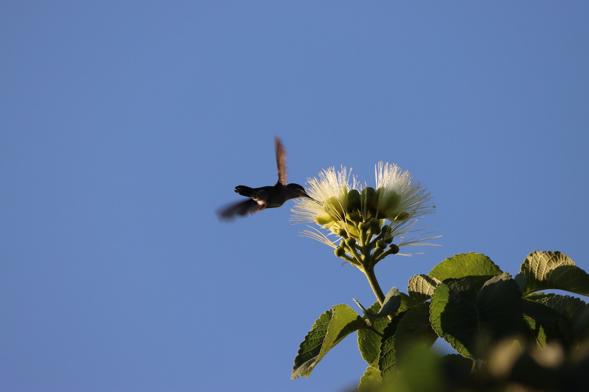 Stripe-breasted Starthroat - ML645940922
