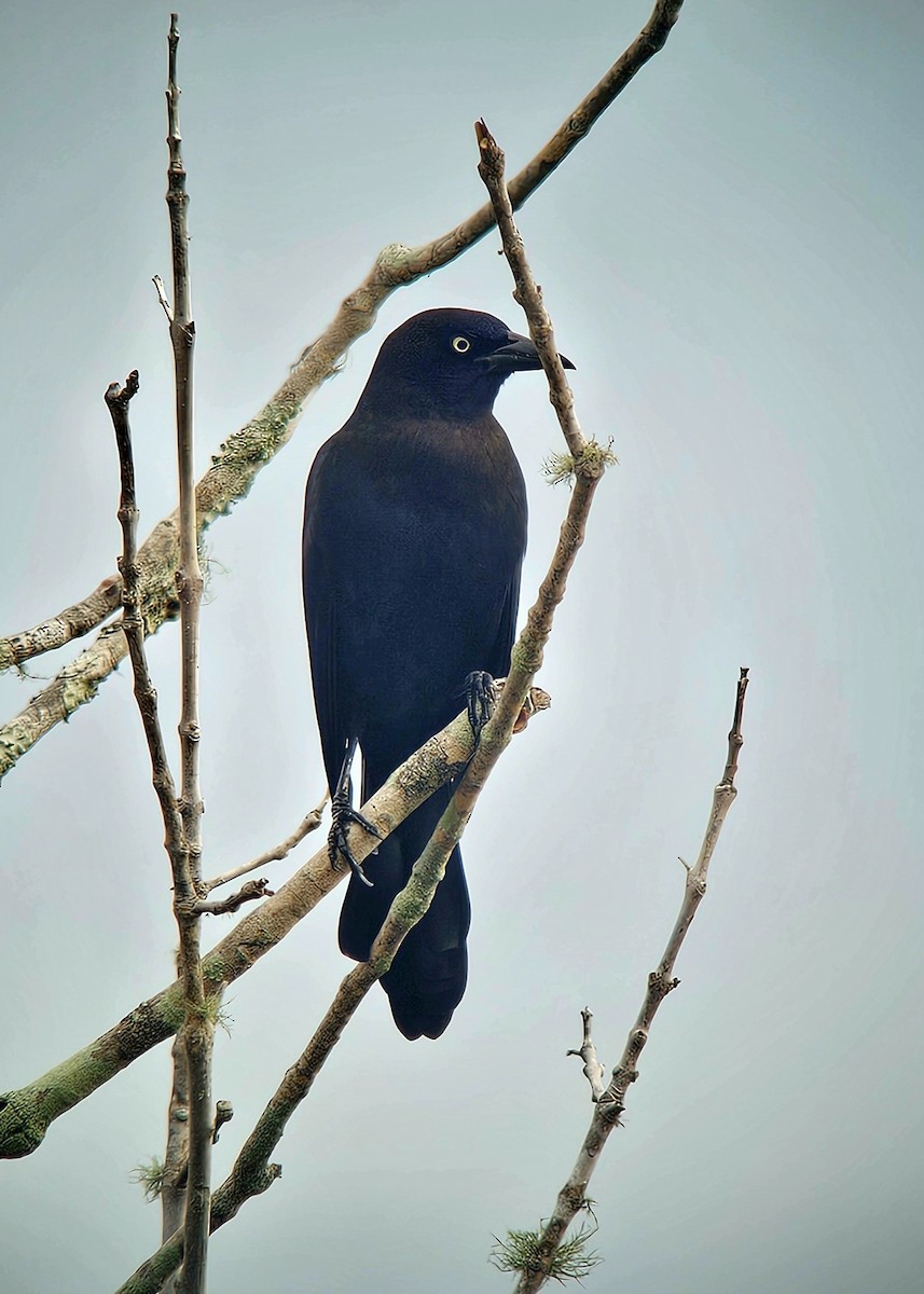 Common Grackle - ML645940923
