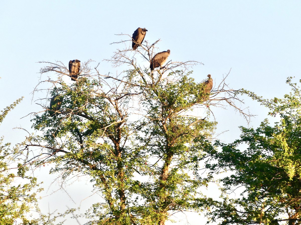 Ak Sırtlı Akbaba - ML645940935