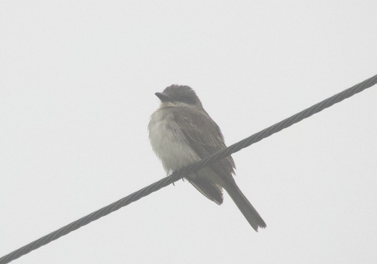 Тиран сірий - ML645940937