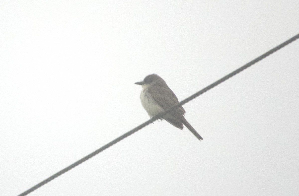 Тиран сірий - ML645940938