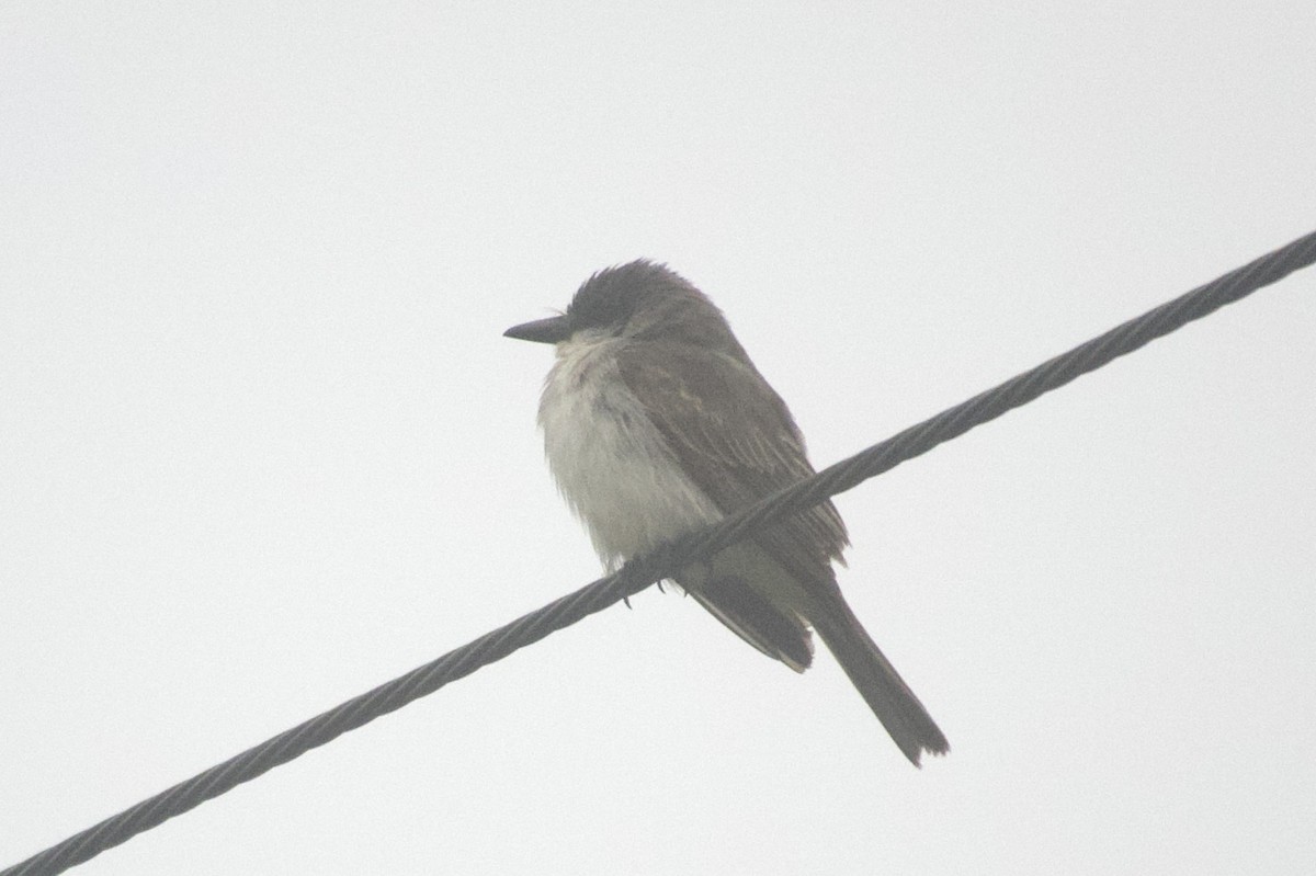 Тиран сірий - ML645940939