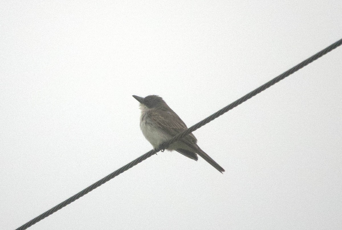 Тиран сірий - ML645940940