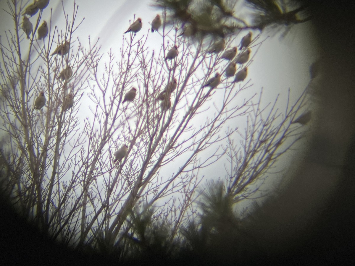 Buztanori boreala - ML645940941