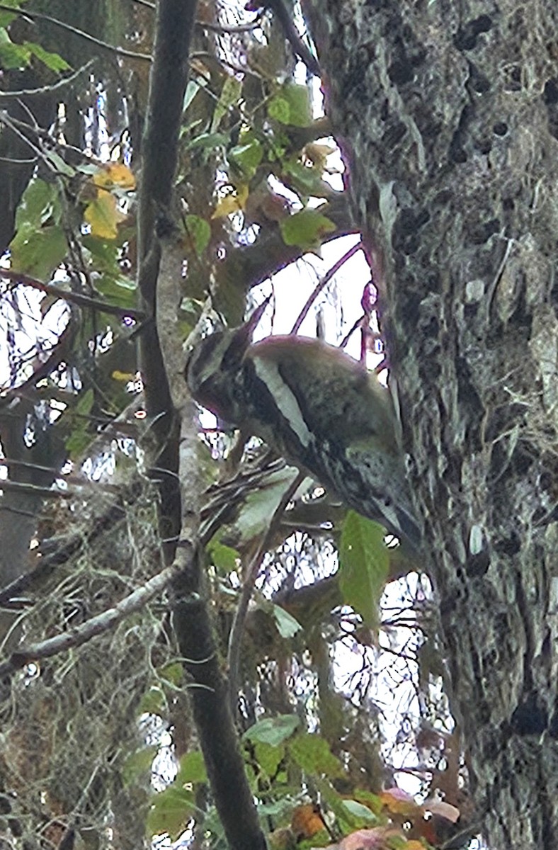 Gelbbauch-Saftlecker - ML645940942