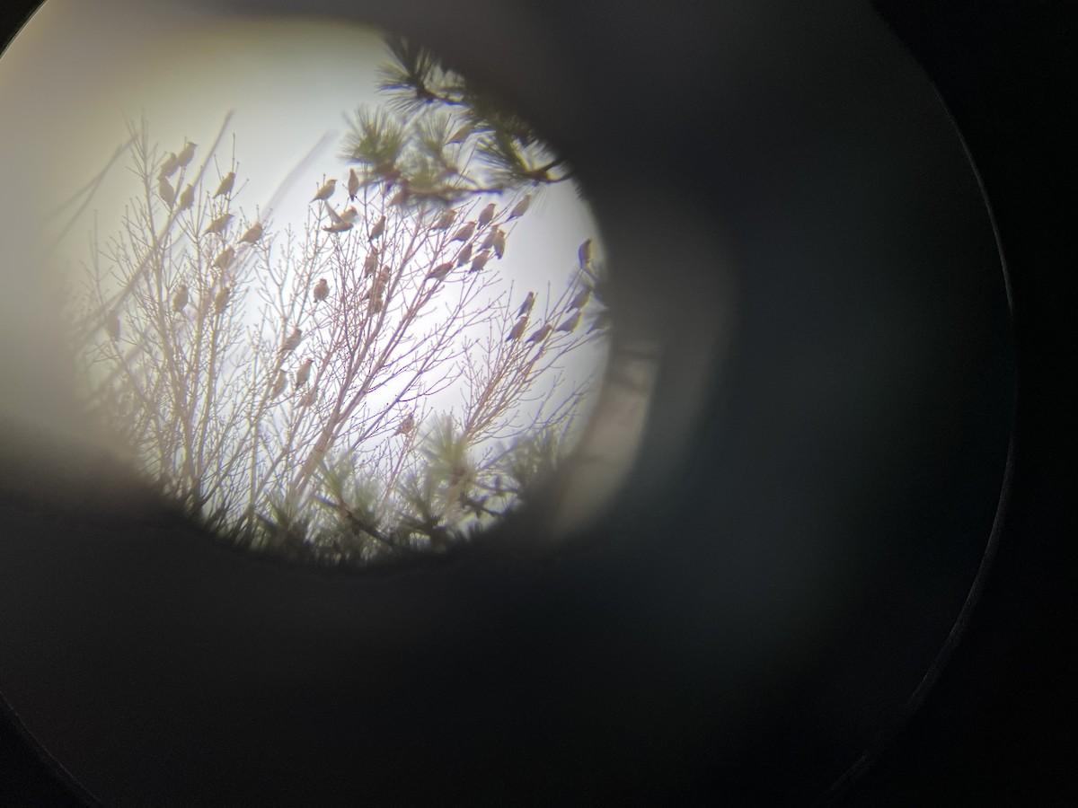 Buztanori boreala - ML645940943