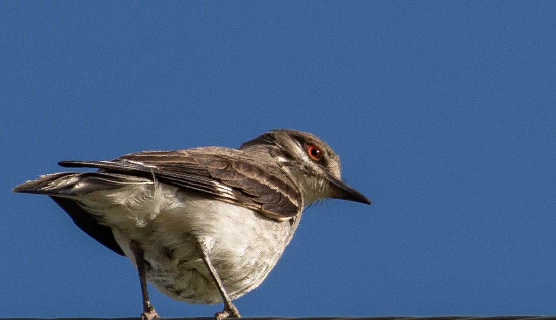 Gray Monjita - ML645940952