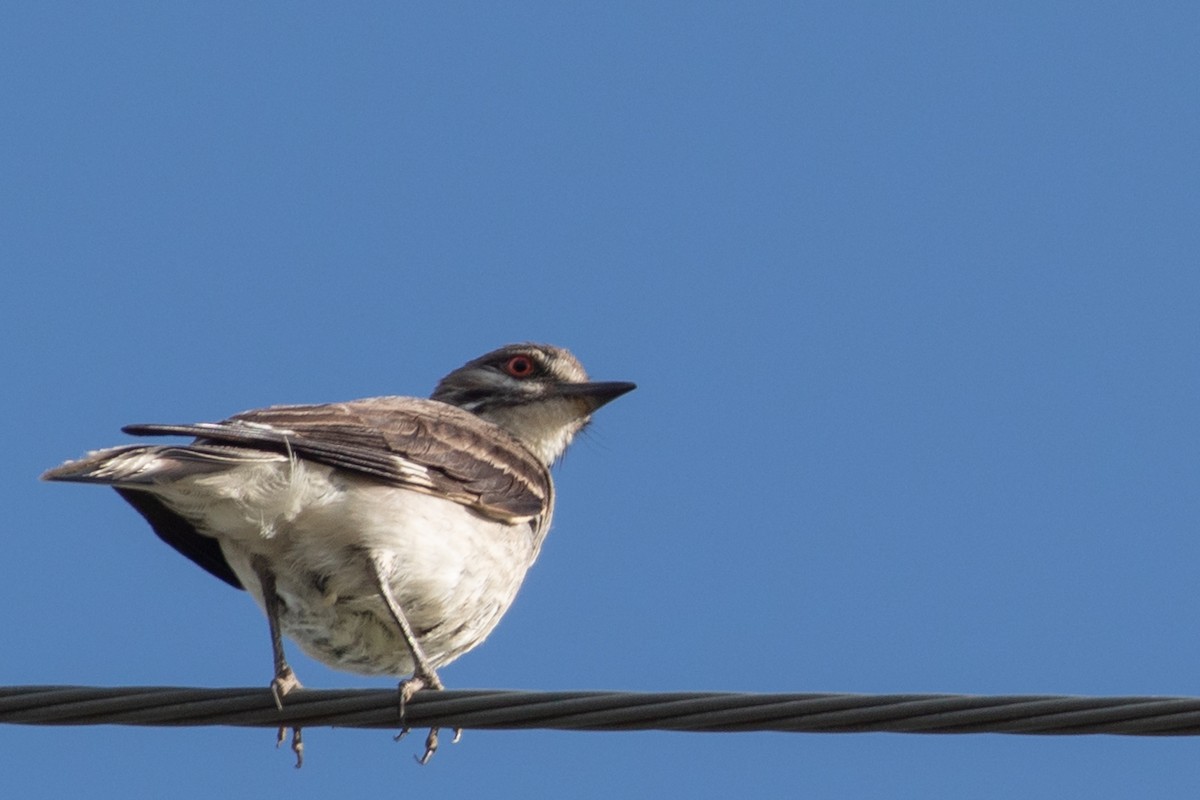 Gray Monjita - ML645940957