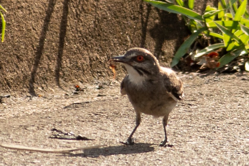 Gray Monjita - ML645940959