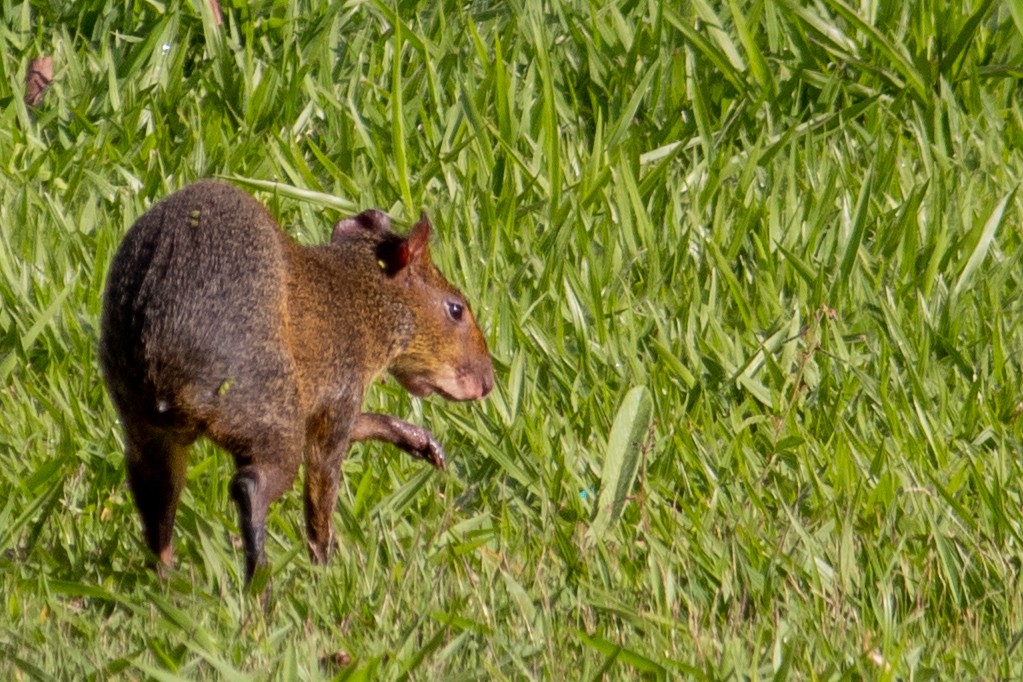 Azara's Agouti - ML645940960