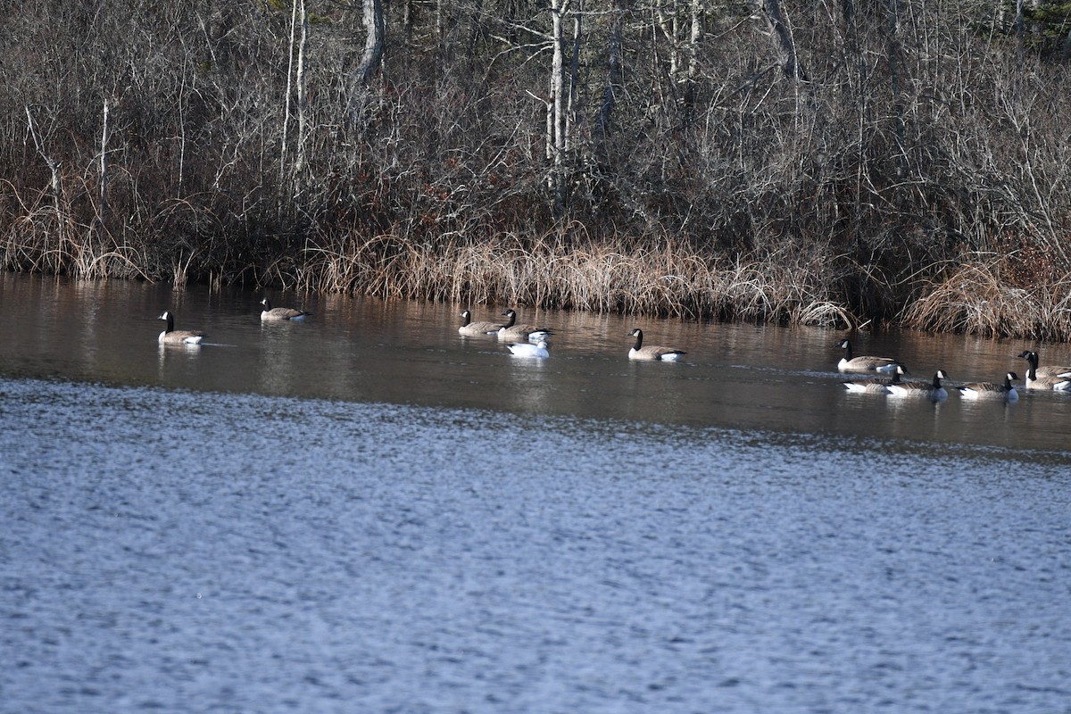 Ross's Goose - ML645940961