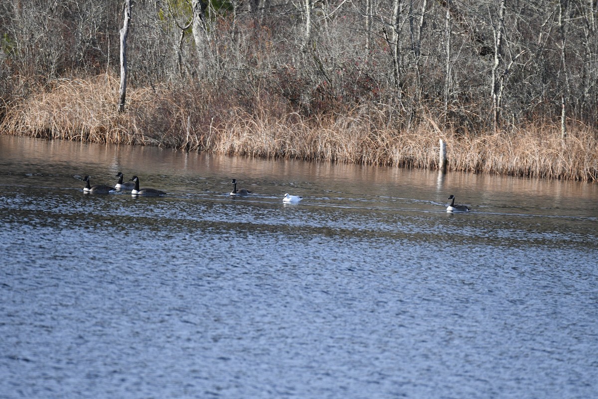 Ross's Goose - ML645940962