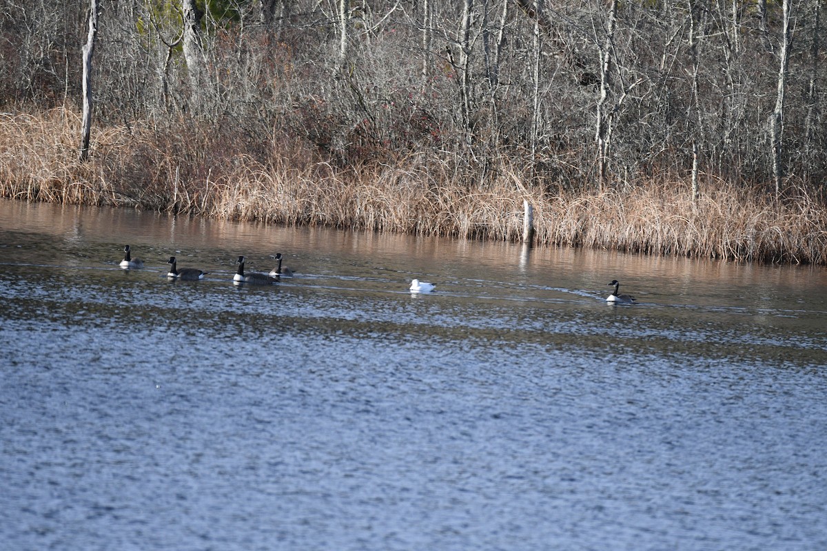 Ross's Goose - ML645940963