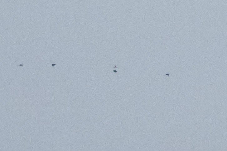 Espátula Rosada - ML645940965