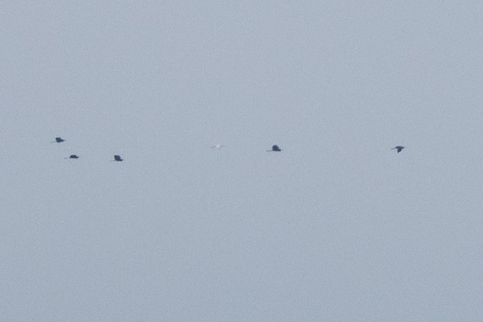 Espátula Rosada - ML645940966