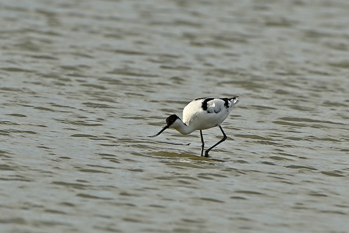 Pied Avocet - ML645940980