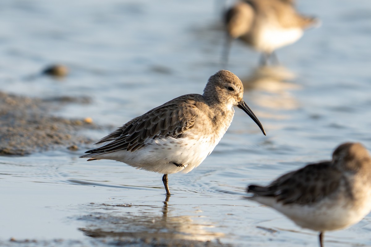 jespák obecný - ML645940992