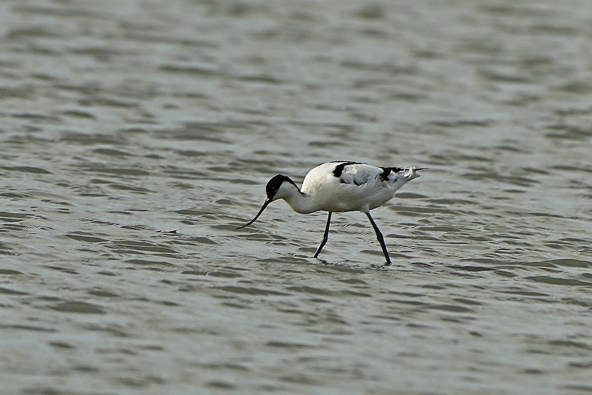 Pied Avocet - ML645940993