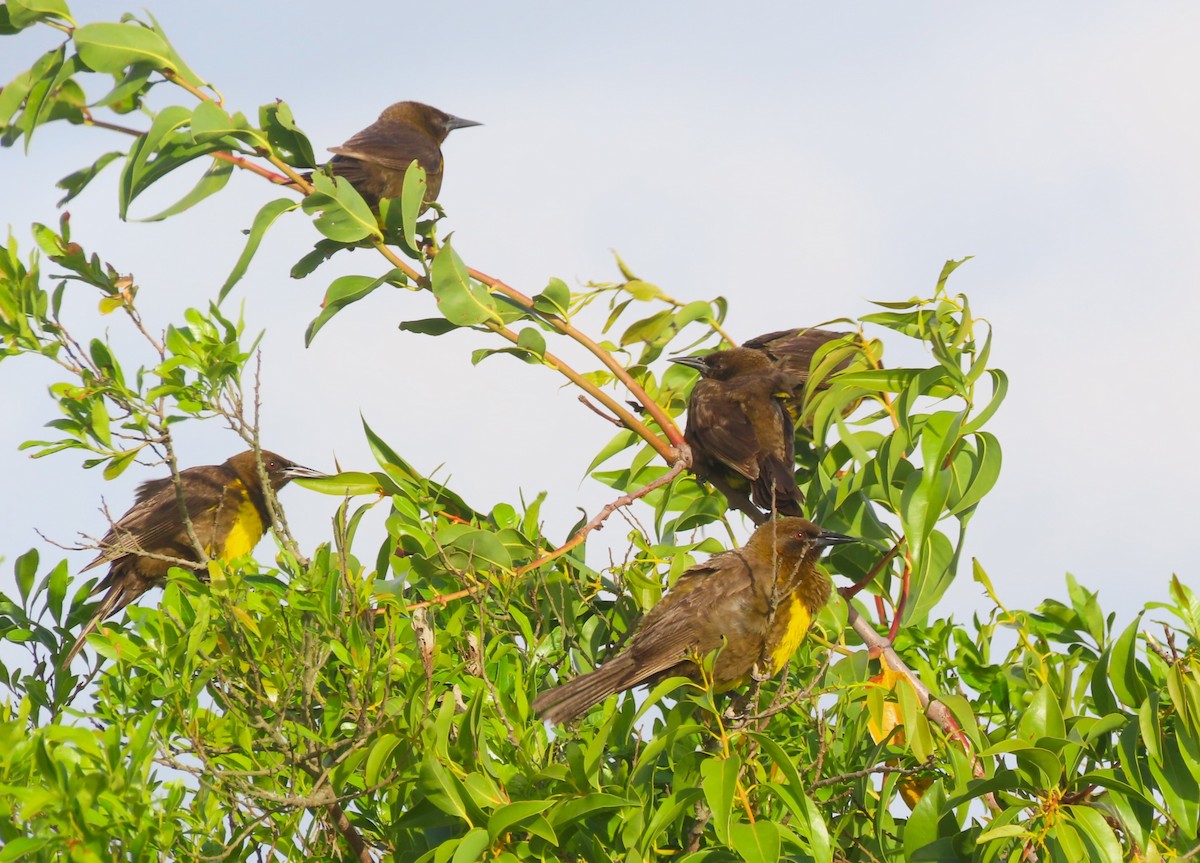 Brown-and-yellow Marshbird - ML645940996