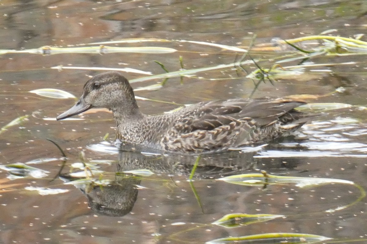 Alzavola - ML645940999