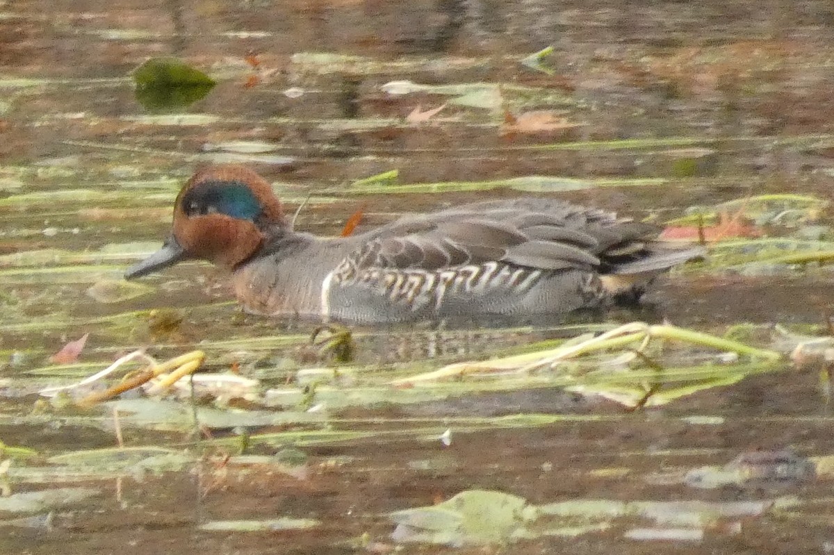 Alzavola - ML645941001