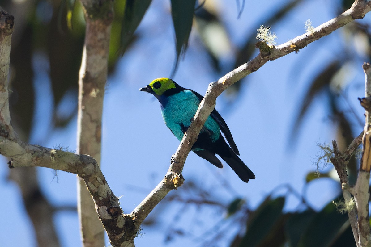 Siebenfarbentangare - ML645941003