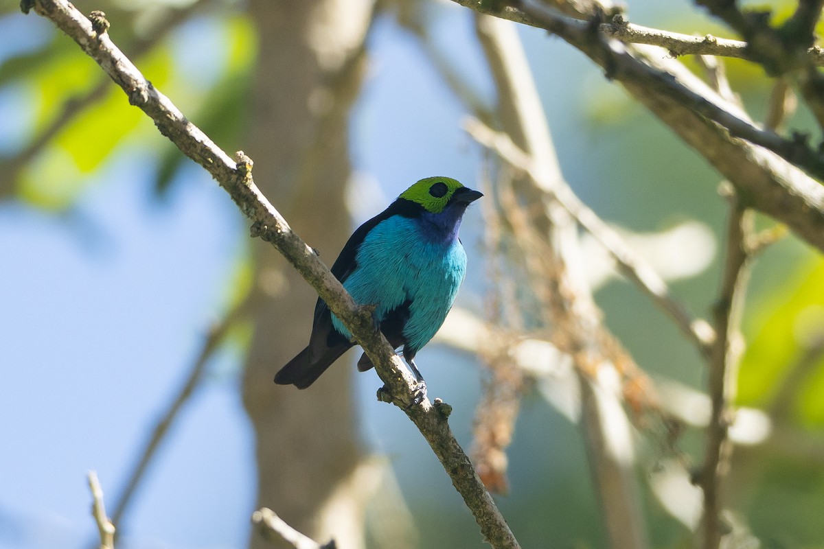 Siebenfarbentangare - ML645941004