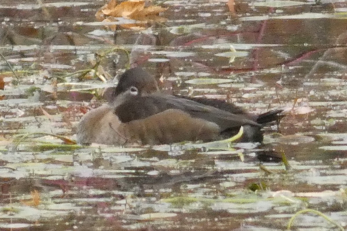 Moretta dal collare - ML645941011