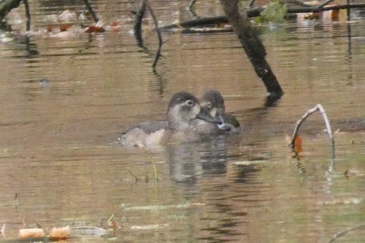 Moretta dal collare - ML645941012