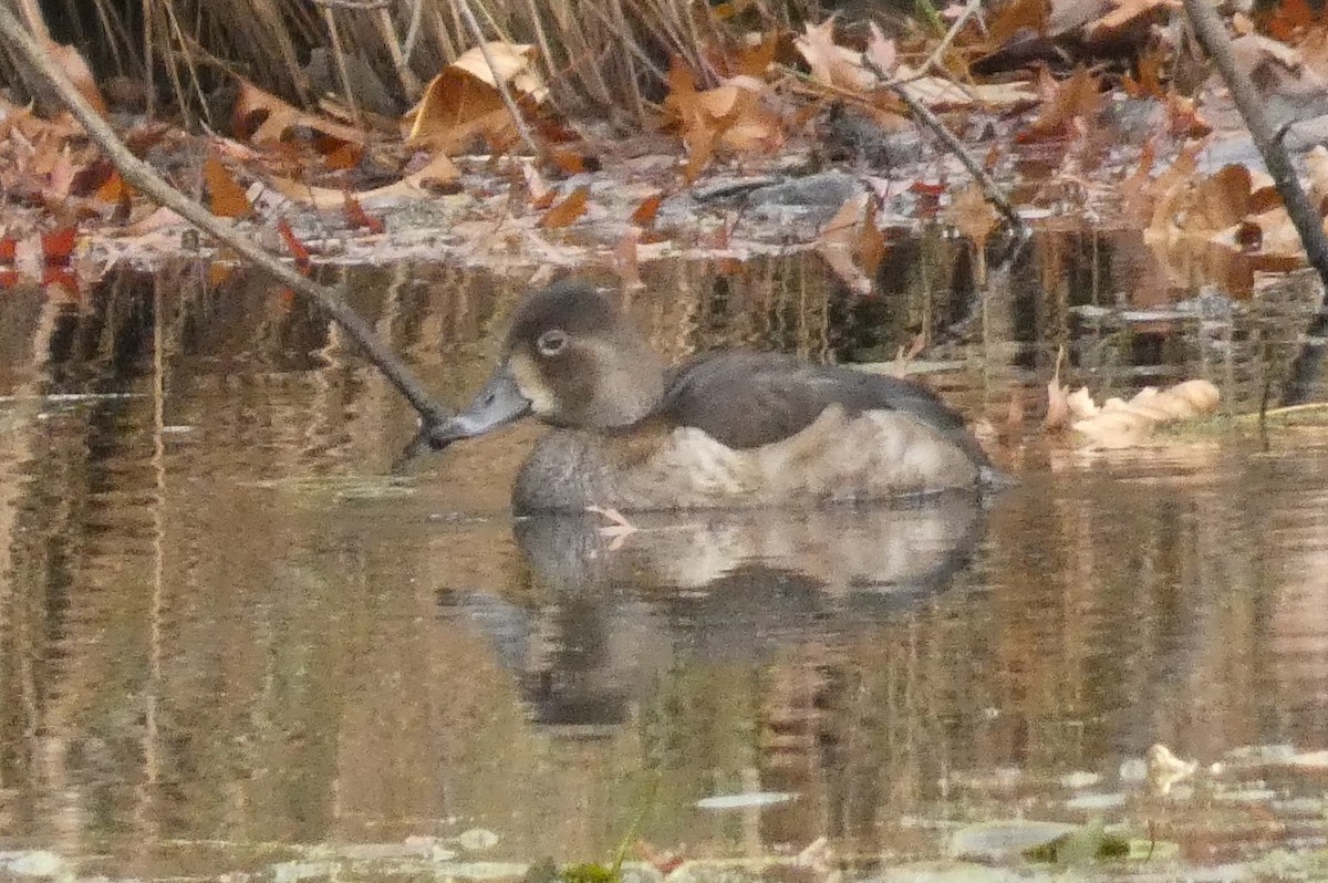 Moretta dal collare - ML645941013