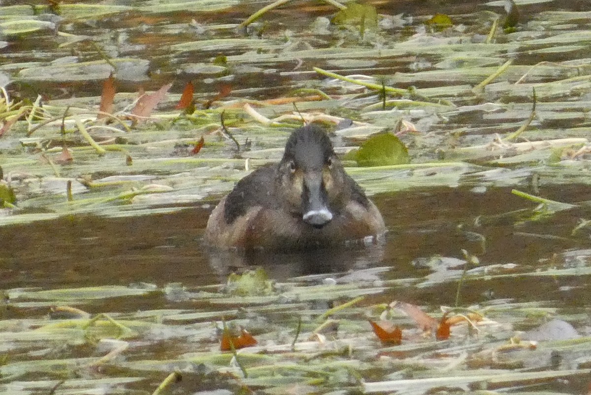 Moretta dal collare - ML645941014