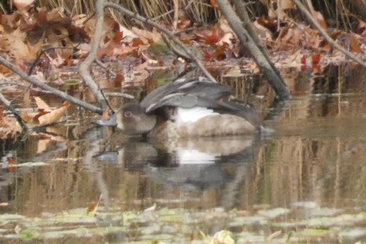 Moretta dal collare - ML645941015