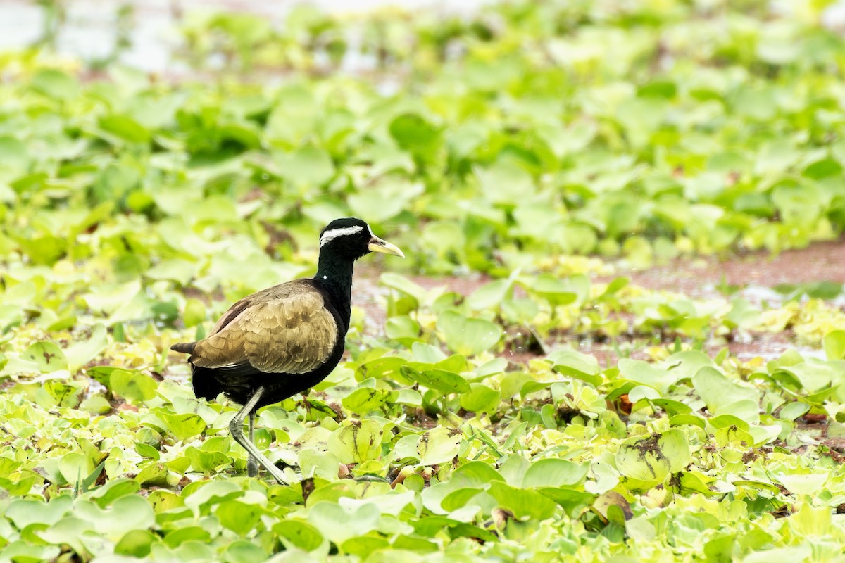 Bronze-winged Jacana - ML645941024