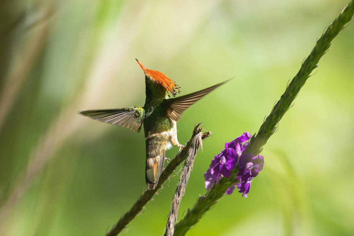 Rufous-crested Coquette - ML645941028