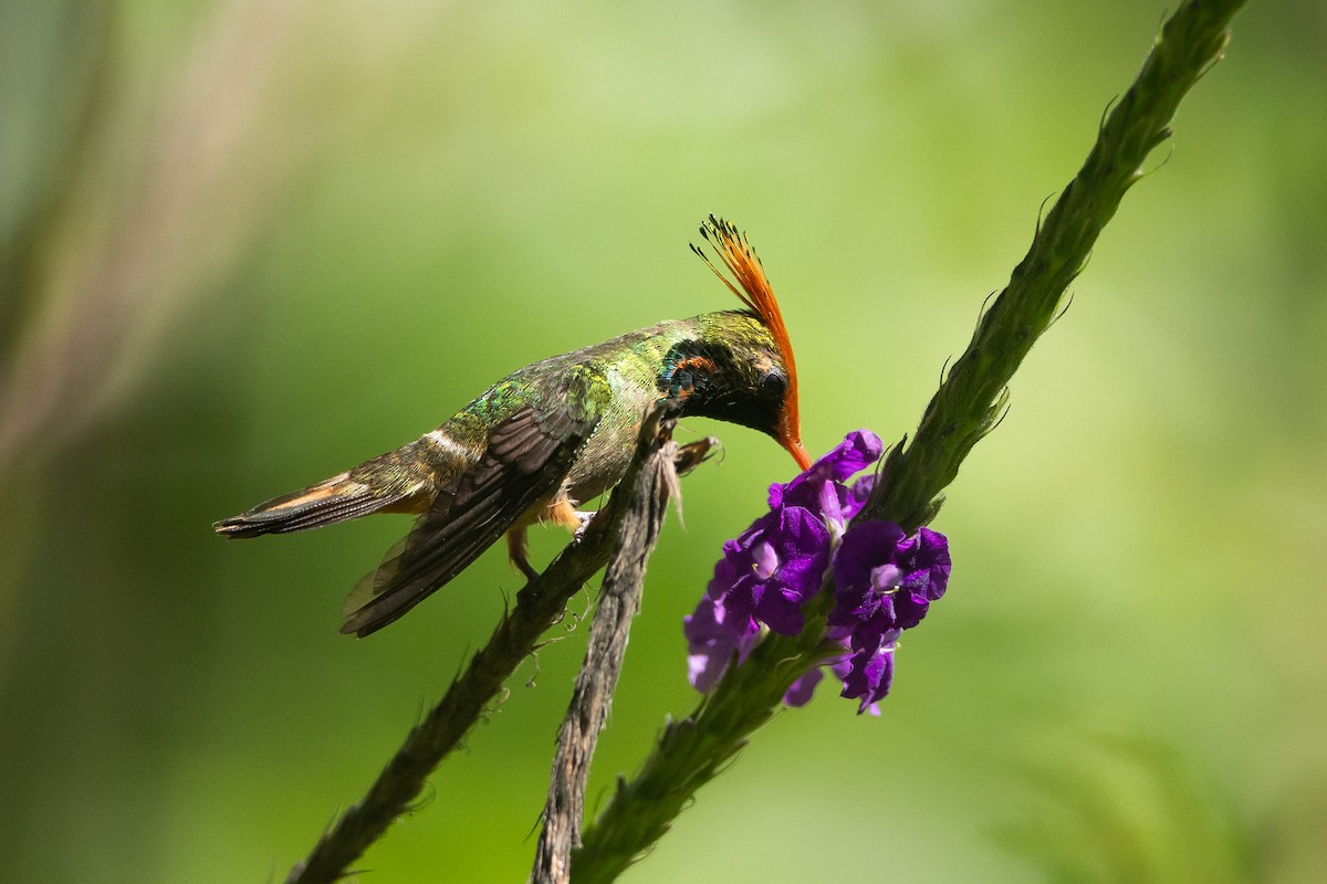 Rufous-crested Coquette - ML645941029
