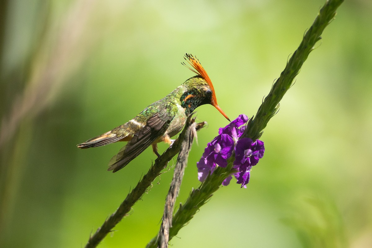 Rufous-crested Coquette - ML645941030