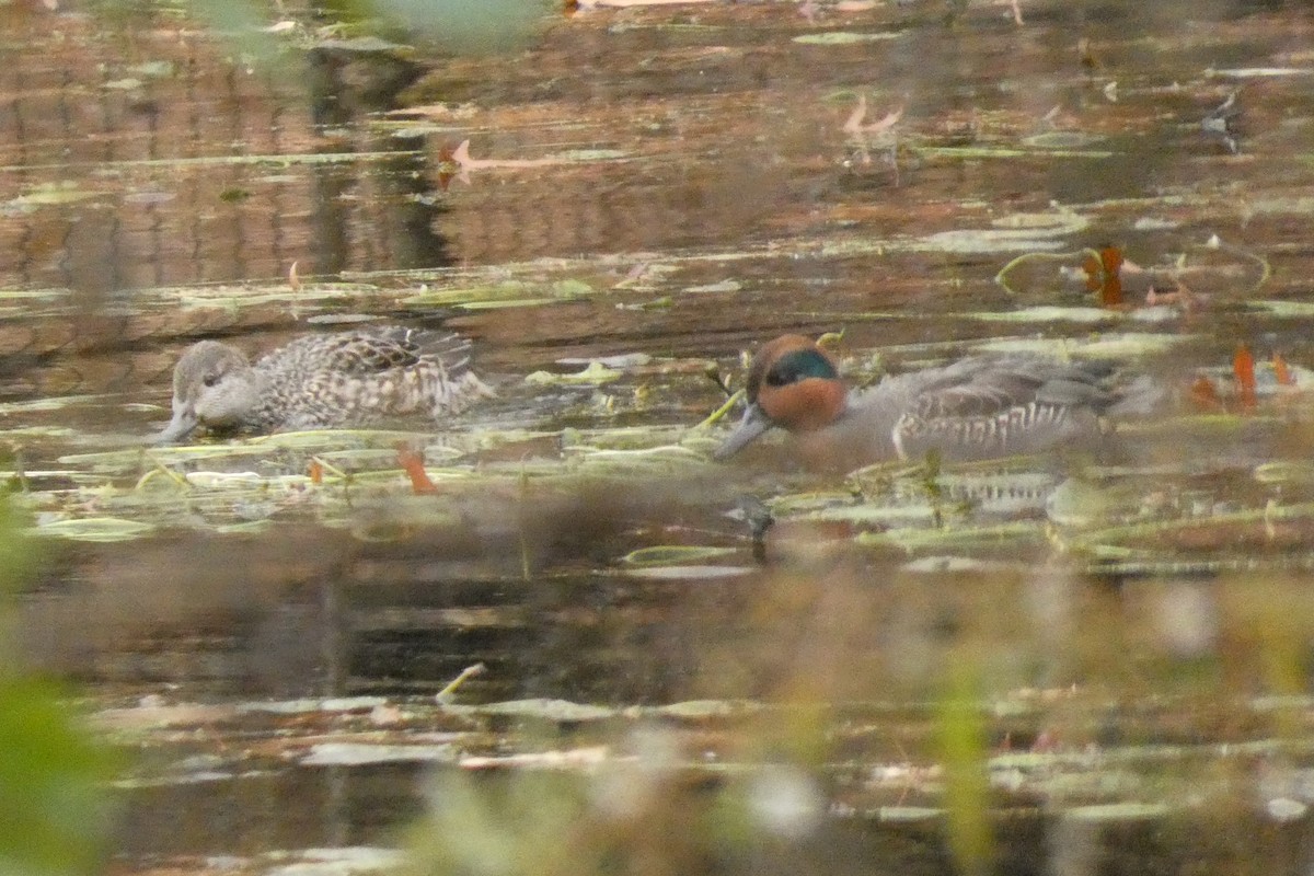 Alzavola - ML645941032