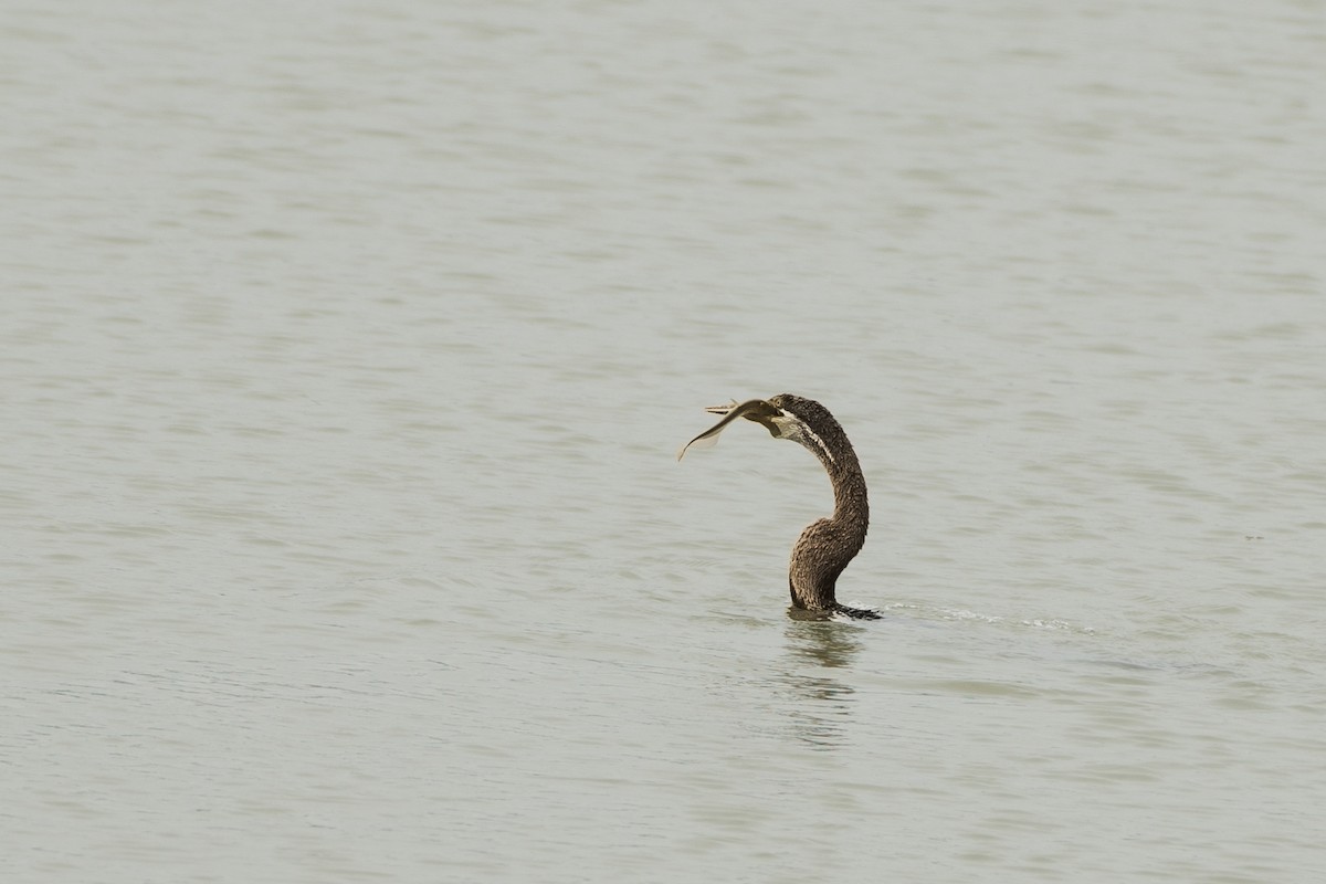 Oriental Darter - ML645941033