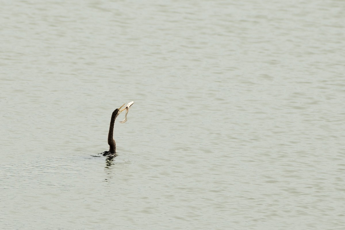 Oriental Darter - ML645941034