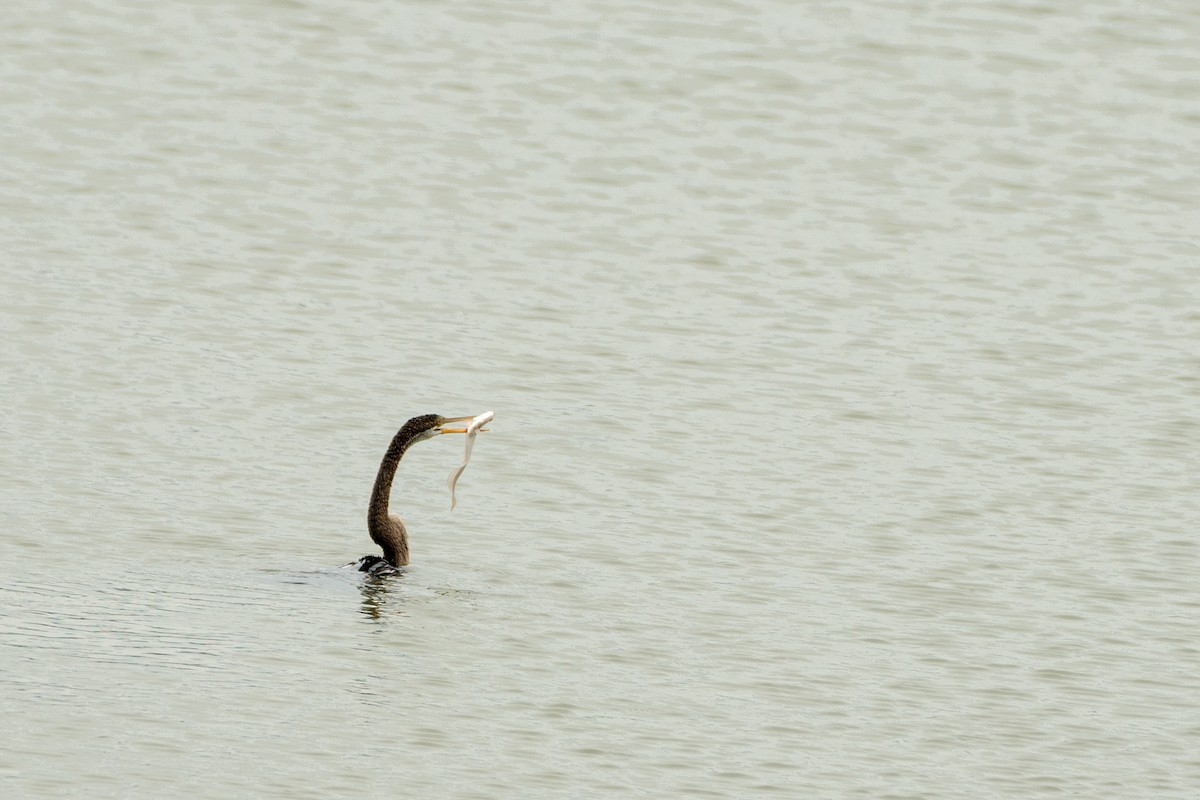 Oriental Darter - ML645941035