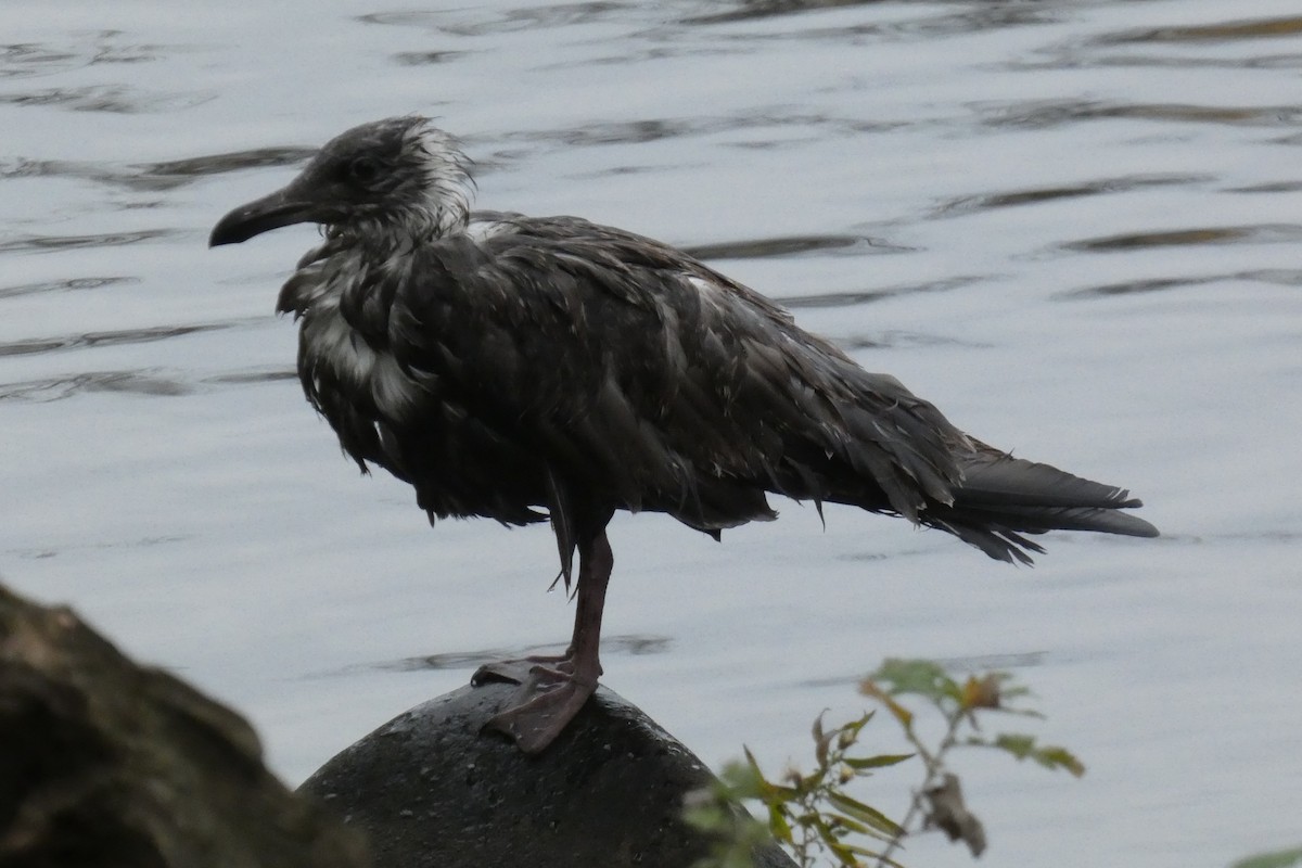 American Herring Gull - ML645941058