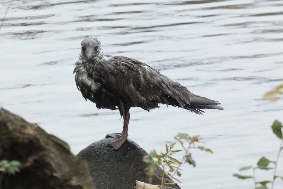 American Herring Gull - ML645941059