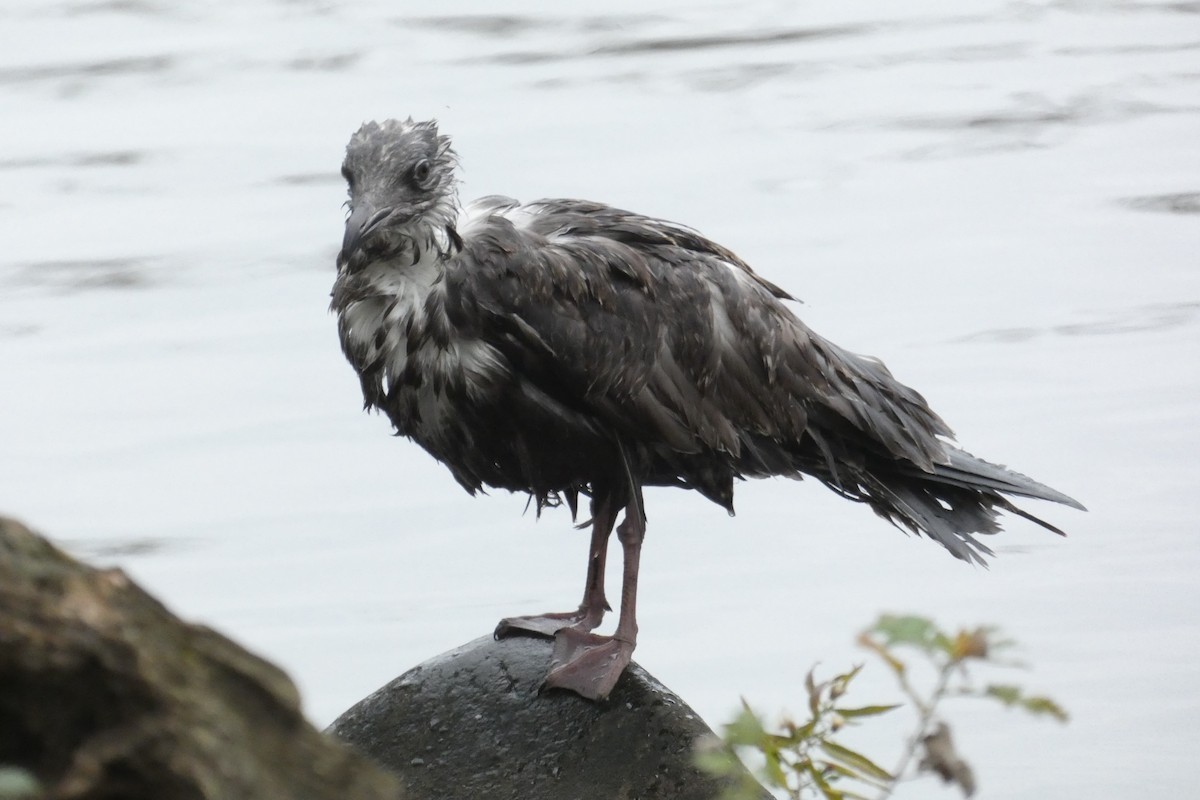 American Herring Gull - ML645941060